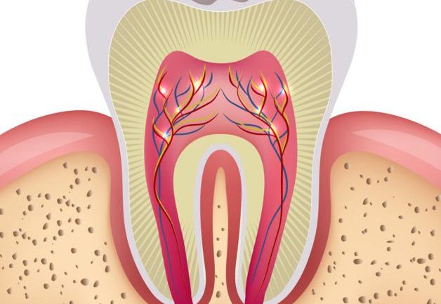 Partes De Una Muela | Images and Photos finder