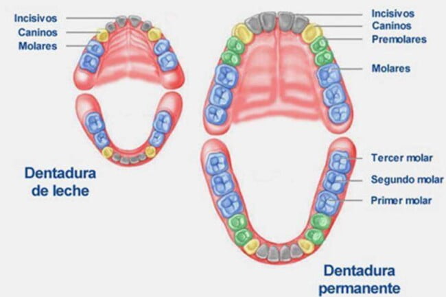 diferencias entre dentadura adulta y dentadura infantil