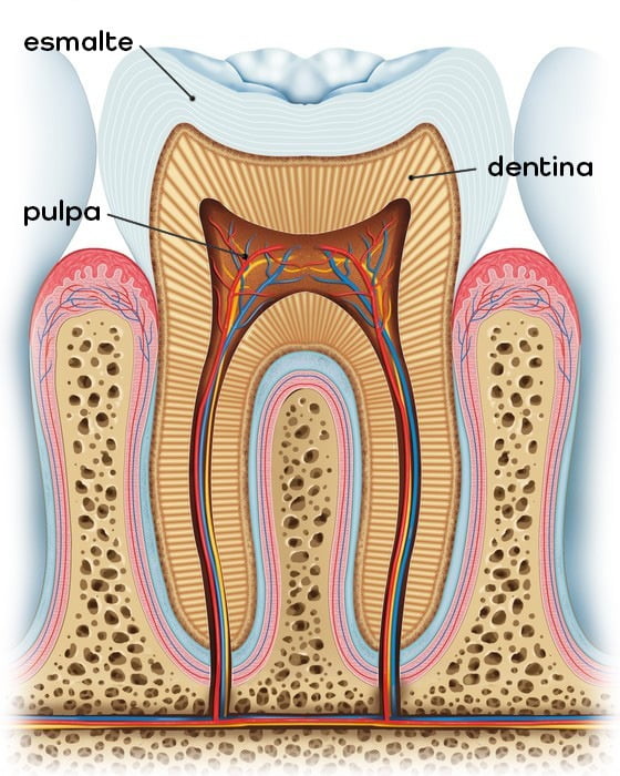 sensibilidad dental explicación